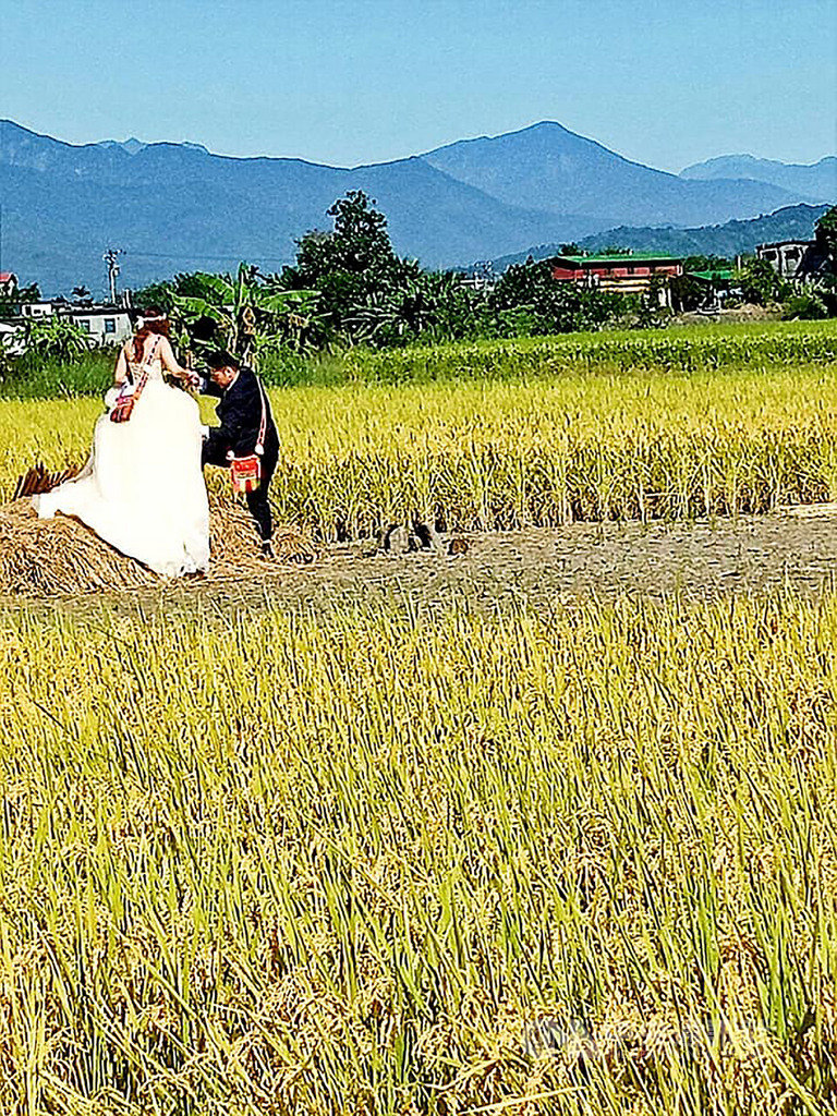 花蓮玉里鎮織羅部落推出腳印餐桌遊程活動,因稻田景致太美,吸引新人在稻田腳印間拍下美麗的畫面。(黃郁惠提供)中央社記者李先鳳傳真 108年11月19日