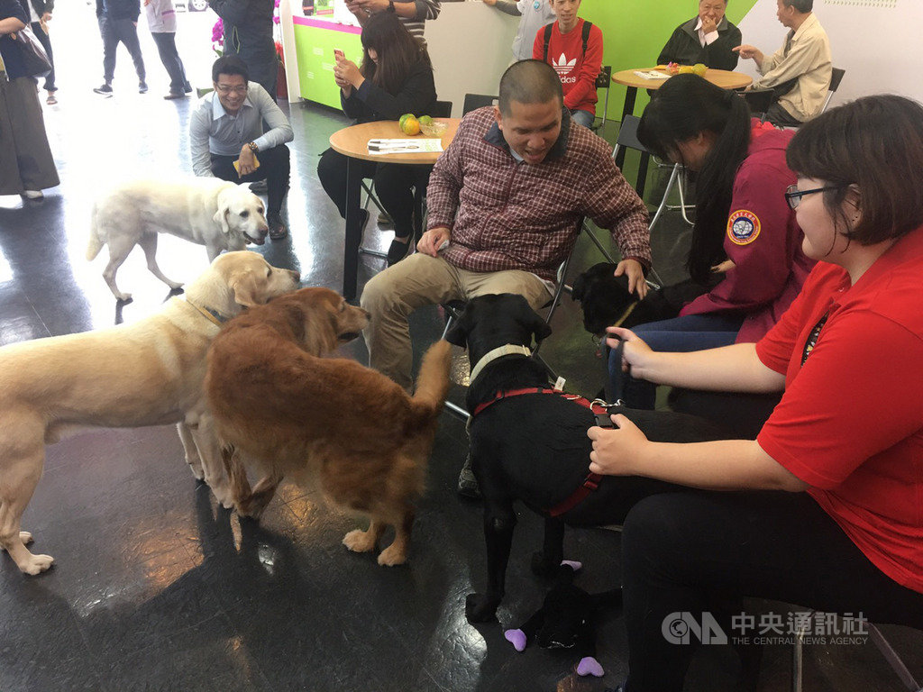 總統蔡英文的3隻愛犬21日在小英志工團的安排下,到蔡總統競選總部參加活動;小英志工透露,蔡總統特別交代讓3隻狗狗有空就到競總幫忙拉票。(蔡總統2020連任競選總部提供)中央社記者溫貴香傳真 108年11月21日