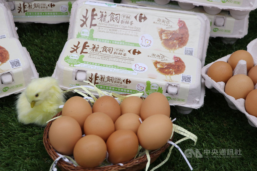 台灣動物社會研究會21日表示,響應購買非籠飼雞蛋的消費者,購買時可認明外盒上一隻母雞與心形荷包蛋圖樣、下方寫有「友善雞蛋聯盟」的標章。(家樂福提供)中央社記者楊淑閔傳真 108年11月21日