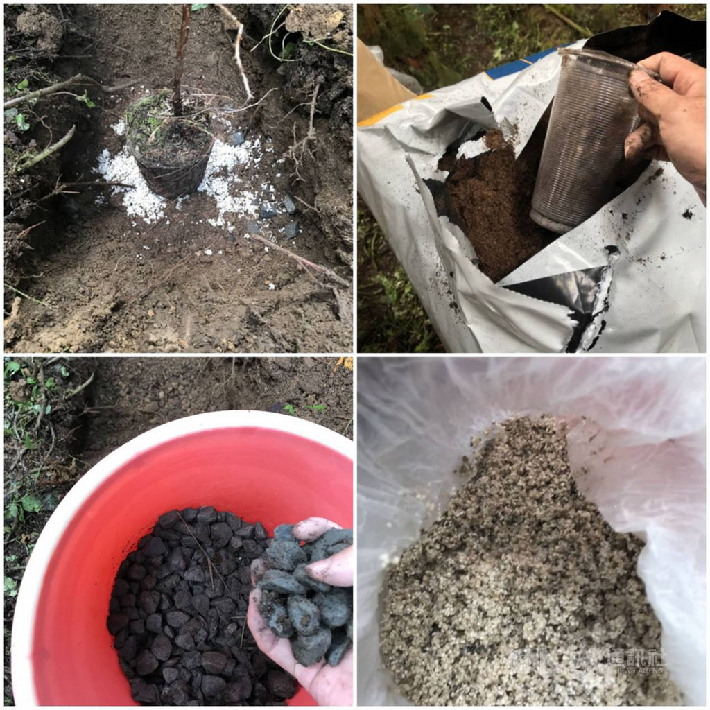 嘉義林區管理處收回阿里山地區160公頃山葵園,進行復育造林,採用泥炭土、碎石、珍珠石、菌根菌等促進林木生長措施,讓整體造林成活率達8成5以上。(嘉義林管處提供)中央社記者蔡智明傳真 108年11月22日