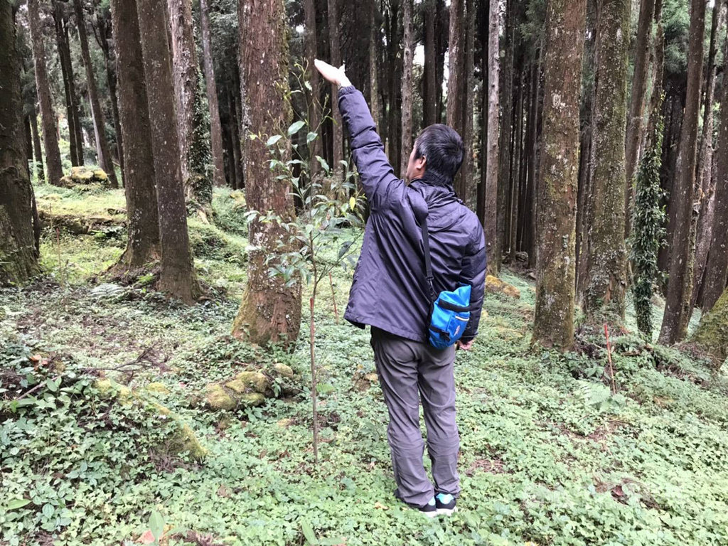 嘉義林區管理處收回阿里山地區160公頃山葵園,進行復育造林,秉持適地適種原則,其中以烏心石的高生長率及成活率最佳,原本90公分高,2年內就長成210公分。(嘉義林管處提供)中央社記者蔡智明傳真 108年11月22日