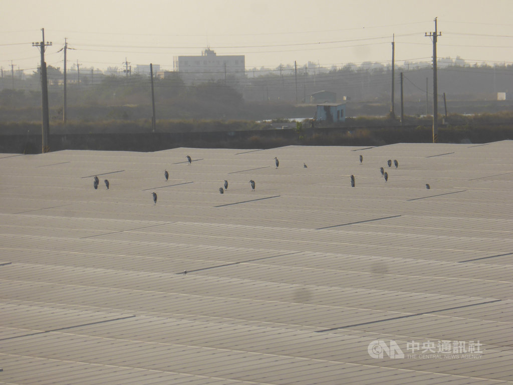 位於嘉義布袋鹽田的設置的台灣艾貴義竹發電廠,有3成案場面積留作生態保留區,也經常能看到鳥類停駐在架高的太陽光電模組上,實現光電與生態共生目標。(韋能能源提供)中央社記者廖禹揚傳真 108年11月22日