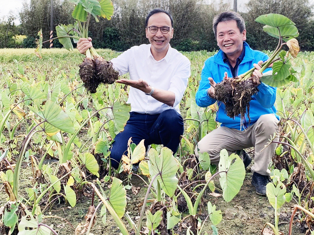 前新北市長朱立倫(左)與國民黨新竹縣第1選區立委參選人林為洲(右),22日一同到湖口鄉體驗採芋頭,並關心當地建設與農村發展。中央社記者郭宣彣攝 108年11月22日