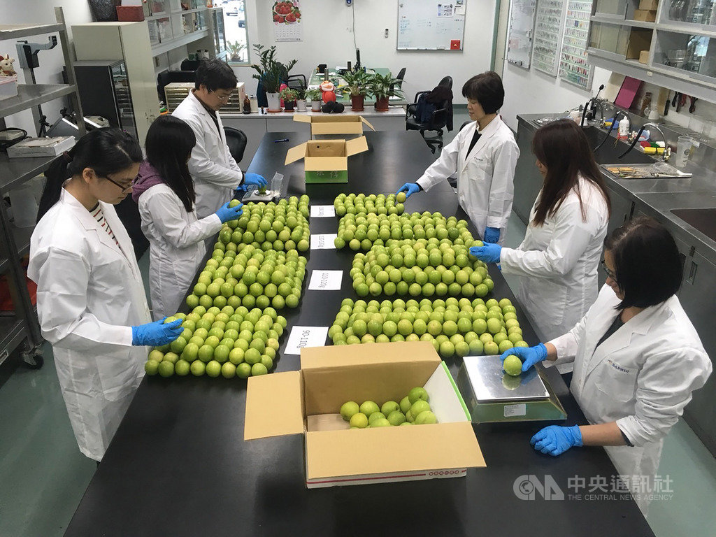 農委會防檢局22日宣布,歷經10年諮商努力,韓國正式公告,同意台灣棗鮮果實可於低溫檢疫殺蟲處理後輸銷韓國,台灣也成為全球唯一可輸銷棗子鮮果實到韓國的國家。(防檢局提供)中央社記者楊淑閔傳真 108年11月22日