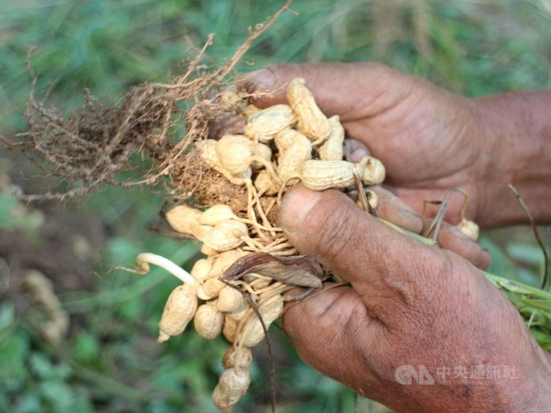 農委會主委陳吉仲22日表示,因謠言把權利金當成進口成本,造成花生價格下跌,近日啟動收購後,花生價格已趨穩定。(示意圖/中央社檔案照片)