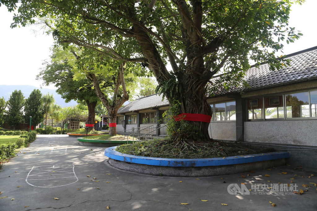花蓮怡園負責人陳勝德、陳義豐父子有感台灣因土地過度開發,老樹被機械怪手連根拔起,失去原有自然生態,執行「留容路樹」計畫。20多年間,怡園13公頃的土地上種植了從各地搶救回來3000多棵老樹。圖為怡園一角的老樹群。中央社記者李先鳳攝 108年12月3日