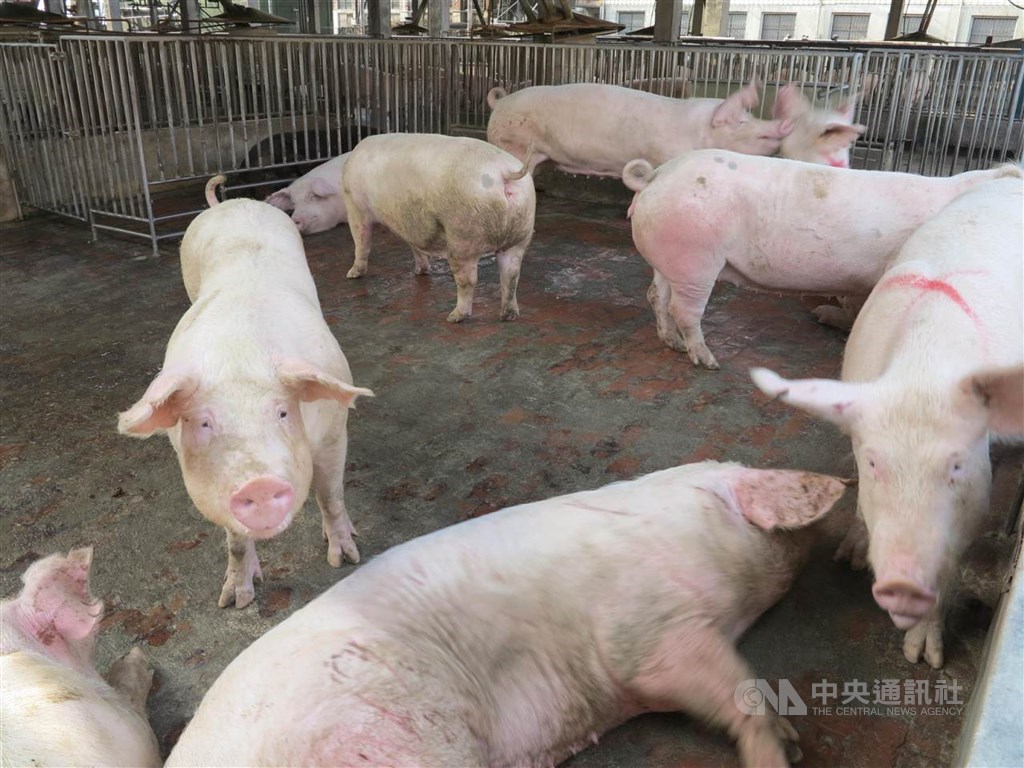 立法院會3日三讀修正通過動物傳染病防治條例部分條文,修正重點包括明定任何不得故意散播動物傳染病不實謠言,三讀條文明定,故意散播有關動物傳染病的謠言或不實訊息,足生損害於公眾或他人,處5萬元以上100萬元以下罰鍰。(示意圖/中央社檔案照片)