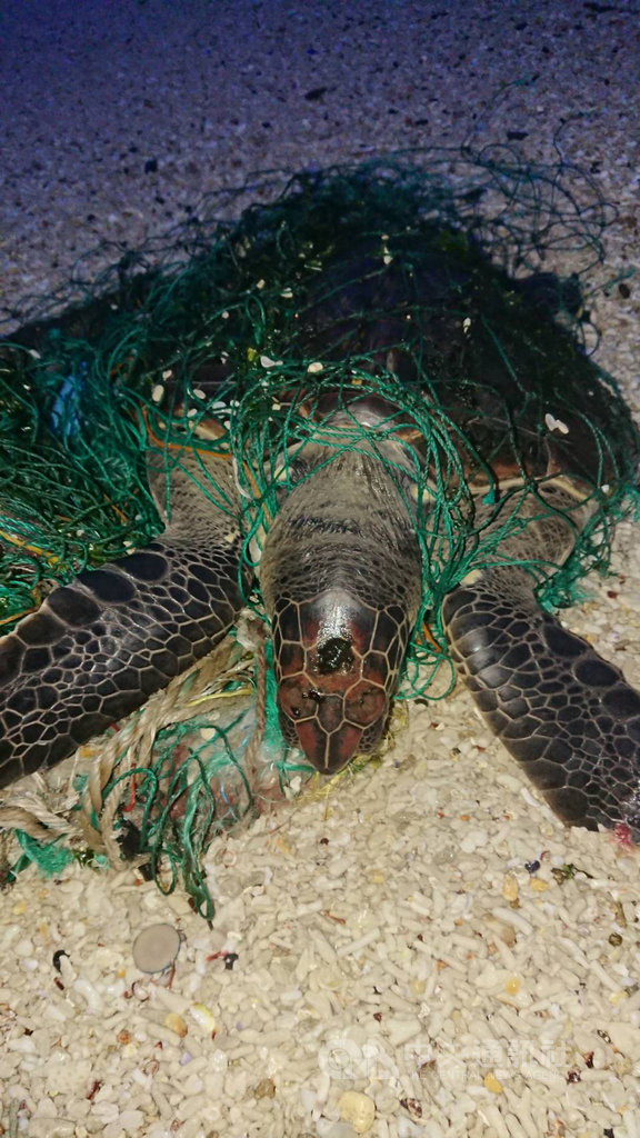 艦隊分署澎湖海巡隊員工許榮評,4日清晨在龍門後灣沙灘撿海廢時,意外發現一隻被網纏繞受困的保育類綠蠵龜,狀況良好,在協助脫困後,自行爬行返回大海。(澎湖海巡隊提供)中央社 108年12月4日
