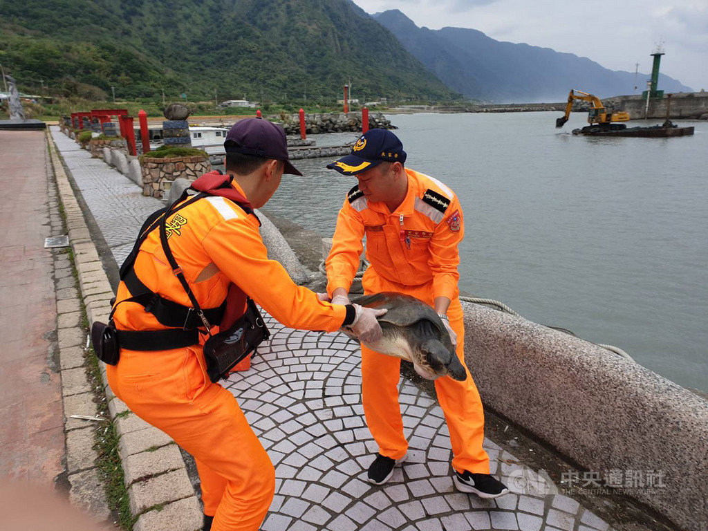 海巡署東部分署第一二岸巡隊石梯漁港安檢所3日接獲漁民通報,救援一隻海上漂流的欖蠵龜。(第一二岸巡大隊提供)中央社記者張祈傳真 108年12月6日