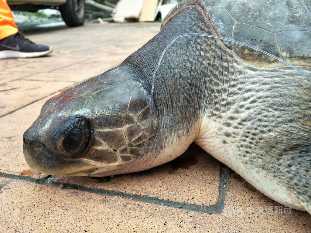 花蓮石梯漁港日前發現一隻嘴邊有釣鉤及魚線的欖蠵龜在海面漂流,經海巡人員撈起後細心照料,取名「小石」,5日送至台大獸醫系治療。(第一二岸巡大隊提供)中央社記者張祈傳真 108年12月6日
