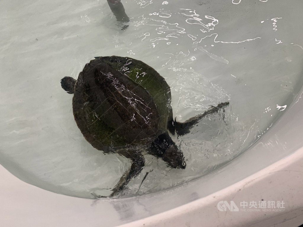 花蓮石梯漁港日前發現一隻嘴邊有釣鉤及魚線的欖蠵龜在海面漂流,經海巡人員撈起後細心照料,5日送至台大獸醫系治療,後續將暫時安置海洋大學收容池中,健康狀況穩定且經獸醫評估許可後,將擇期進行野放。(海洋大學海龜救傷團隊提供)中央社記者張祈傳真 108年12月6日