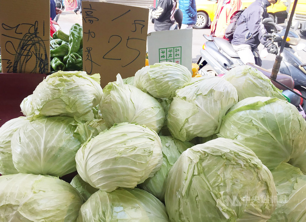 農糧署官網6日公布11月下旬高麗菜仍呈「超種」的紫色燈號,農糧署表示,已有比前一旬少100萬株,此外因天氣濕冷,高麗菜需求增,本週台北果菜批發市場交易均價多在每公斤新台幣14元多,較先前10到12元高;大台北地區一處傳統市場的高麗菜近日每台斤25元,也比上週20元以下的價格高。中央社記者楊淑閔攝 108年12月6日