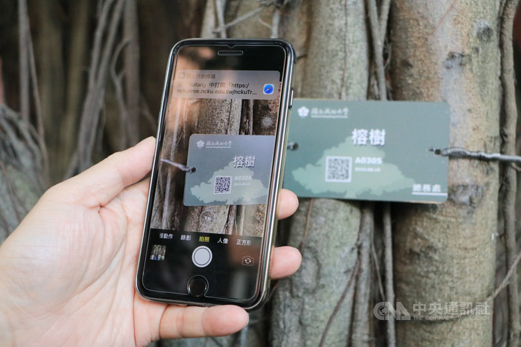 成功大學11個校區逾萬株樹木,樹種多元,其中不乏珍貴老樹,校方在樹上建置QR Code掛牌,可透過手機APP瀏覽樹木資訊,也能即時回報樹木狀況。(成功大學提供)中央社記者張榮祥台南傳真 108年12月6日