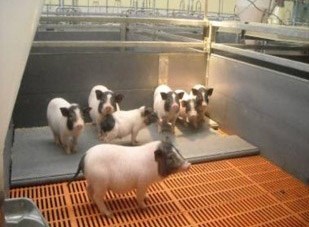 中國實驗養殖豬經基因改造能調節體溫,以適應北方的酷寒。(圖取自rpb.ioz.cas.cn)