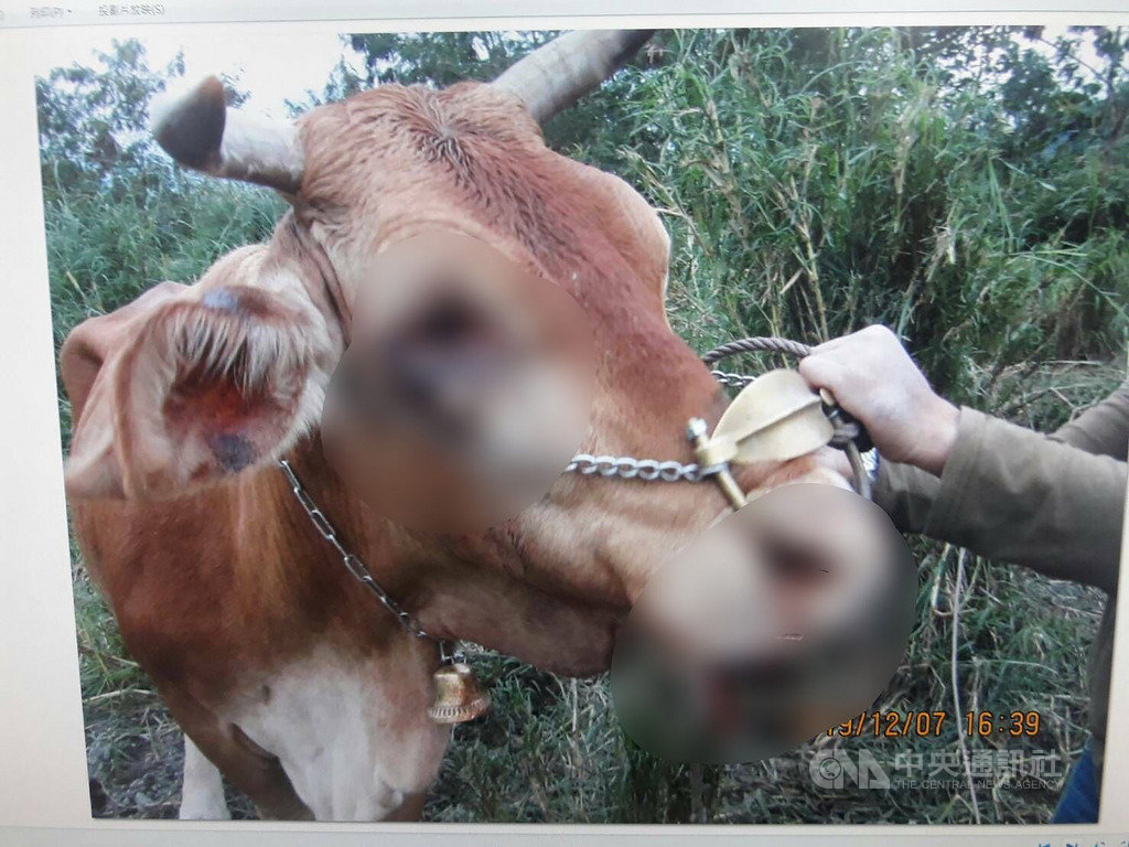 台東縣卑南鄉萬萬溪河床上,由張姓飼主放牧的牛群驚傳遭人虐殺肢解或割傷,1隻死亡、2隻受傷,警方獲報偵辦中。(台東縣警察局提供)中央社記者李先鳳傳真 108年12月8日