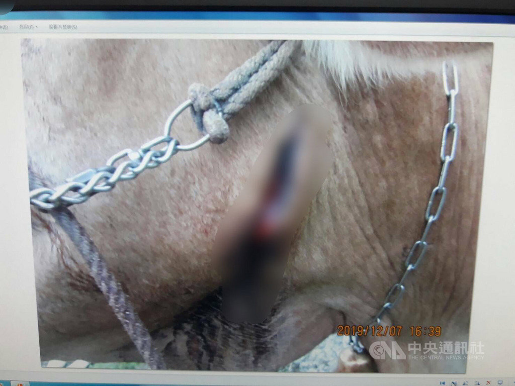 台東縣一名張姓飼主在卑南鄉萬萬溪河床上放牧牛群,7日巡查時卻發現有牛隻遭人肢解及割傷,1隻死亡、2隻受傷,隨即向警方報案。(台東縣警察局提供)中央社記者李先鳳傳真 108年12月8日