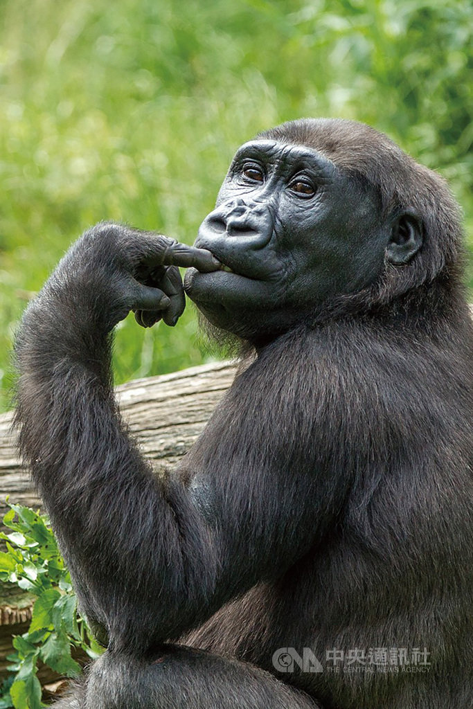 荷蘭中部靈長類動物園雌性金剛猩猩Irlki(圖)來台,將與台北市立動物園的雄性金剛猩猩「迪亞哥」共組家庭,8日動物園還特別舉辦婚禮。(台北市動物園提供)中央社記者梁珮綺傳真 108年12月8日