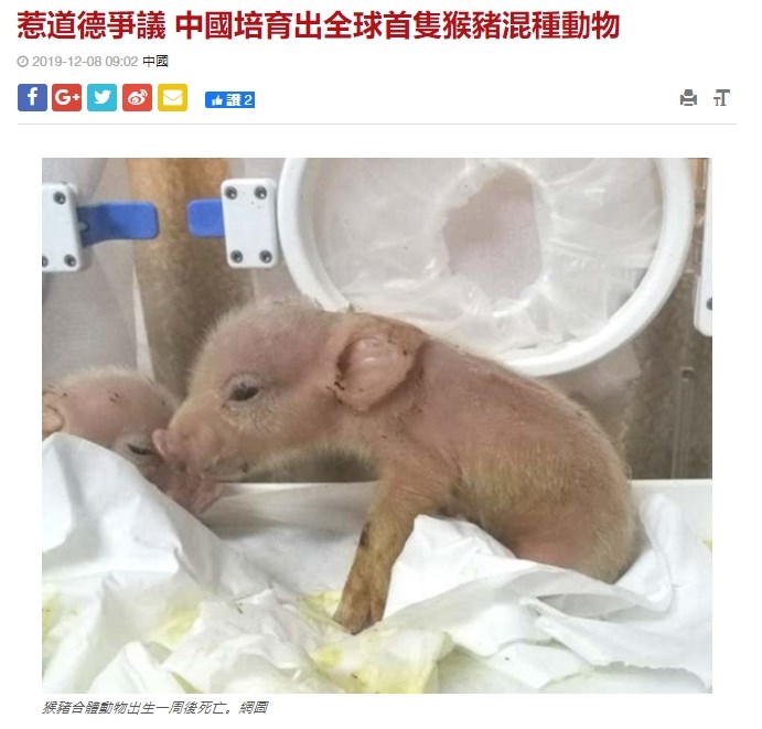 中國科學家近日在實驗室中培育出「豬猴混合體」,但這兩隻全球首見的混種動物出生一週後即死亡。(圖取自星島日報網頁std.stheadline.com)