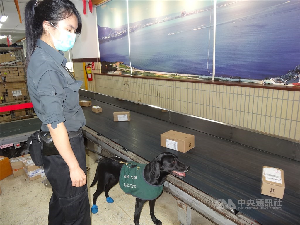 鑑於國際郵包、電商銷售平台可能成為非洲豬瘟防疫漏洞,非洲豬瘟中央災害應變中心指揮官陳吉仲9日特別前往中華郵政公司視察國際郵包檢查流程,現場可見檢疫犬工作,並有儀器啟動檢疫。中央社記者楊淑閔攝 108年12月9日