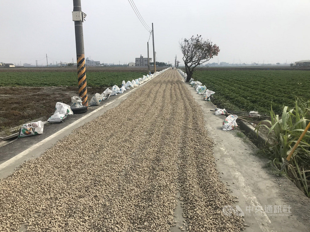 農糧署表示,農委會已經準備新台幣20億元,提供收購貸款及獎勵使用;農糧署作物生產組指出,市場尚有800公噸花生未被收購,收購期限延長到月底,農民切勿心急,也歡迎農會隨時進場幫助農民。中央社記者姜宜菁攝 108年12月11日