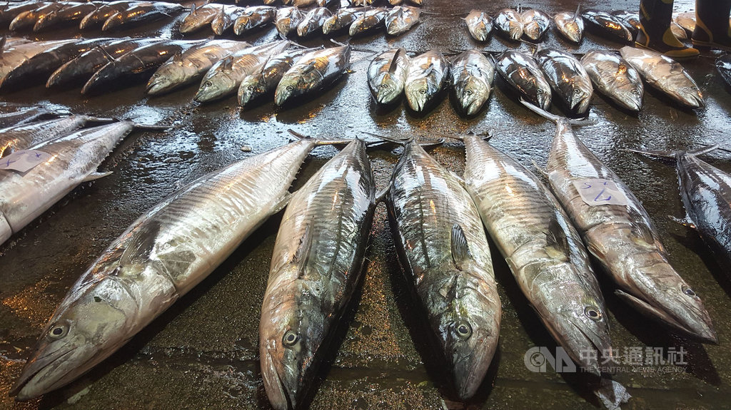 冷氣團來襲,土魠魚也隨著鋒面南下,澎湖漁船出海大有斬獲,馬公漁市場11日可見滿滿的土魠魚。中央社 108年12月11日