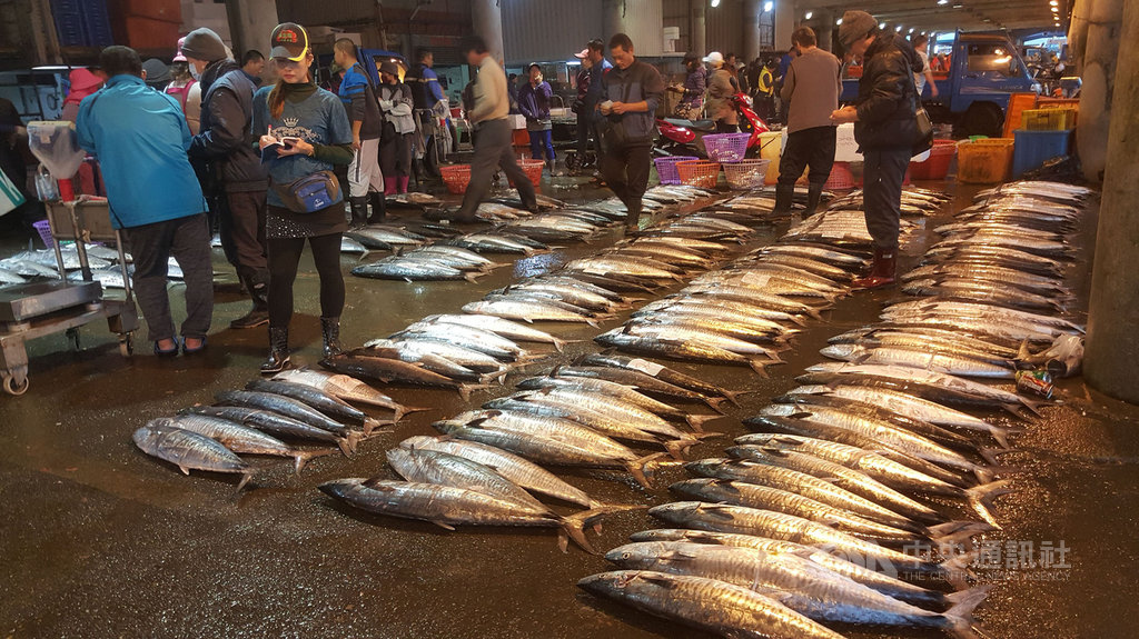 冷氣團來襲,土魠魚也隨著鋒面南下,澎湖漁船出海大有斬獲,11日清晨馬公第三漁港擺滿許多大小不一的土魠魚進行拍賣。中央社 108年12月11日