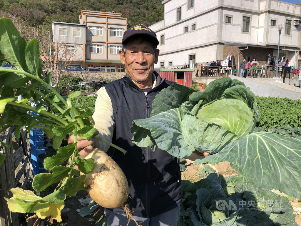 經過3個多月生長,北竿坂里農地的蔬菜3寶高麗菜及白蘿蔔近日開始採收,再過一陣子大白菜也可採收。農民說蔬菜三寶是越冷品質越好,甜脆的口感絕對要比外地進口的好。(連江縣政府提供)中央社 108年12月12日