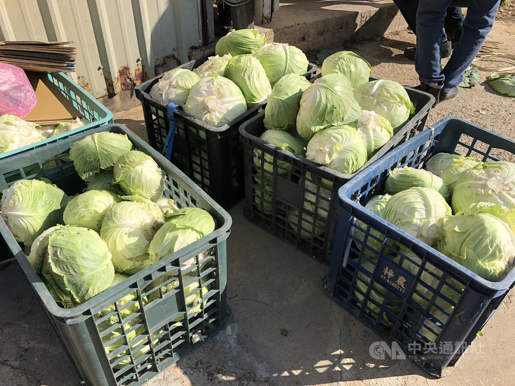 今年第一批馬祖蔬菜三寶開始採收,率先上市的是高麗菜及白蘿蔔,再過一陣子大白菜也可採收。農民說,今年的品質很好,除部分直接上市外,也有交由相關單位統一銷售。(連江縣政府提供)中央社 108年12月12日