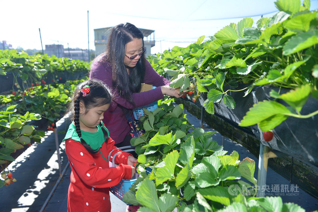 苗栗縣大湖鄉有「草莓王國」美譽,目前已進入草莓產季,已有不少遊客搶「鮮」體驗採果樂趣。中央社記者管瑞平攝 108年12月12日