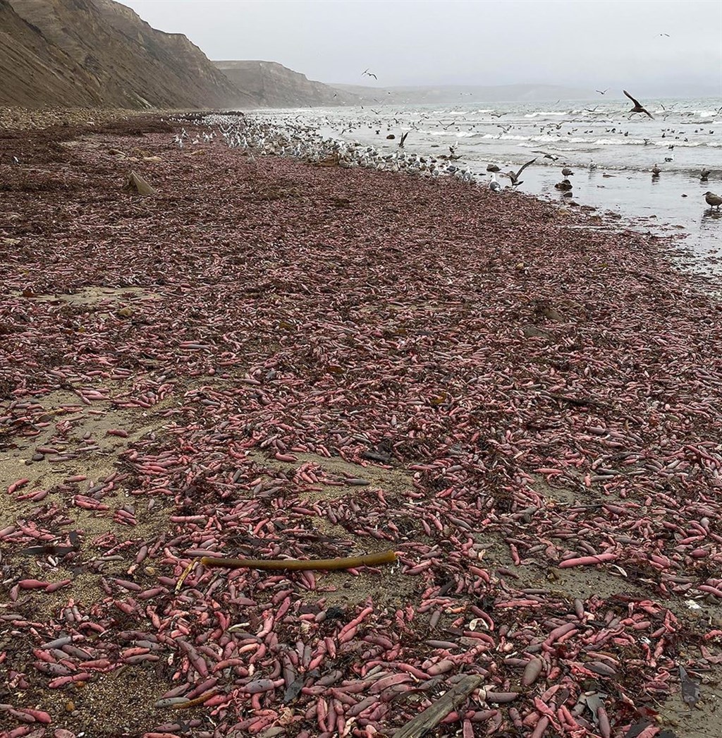 美國加州德瑞克海灘本週驚見數千尾陰莖魚。(圖取自海灣自然IG網頁instagram.com/baynaturemagazine)