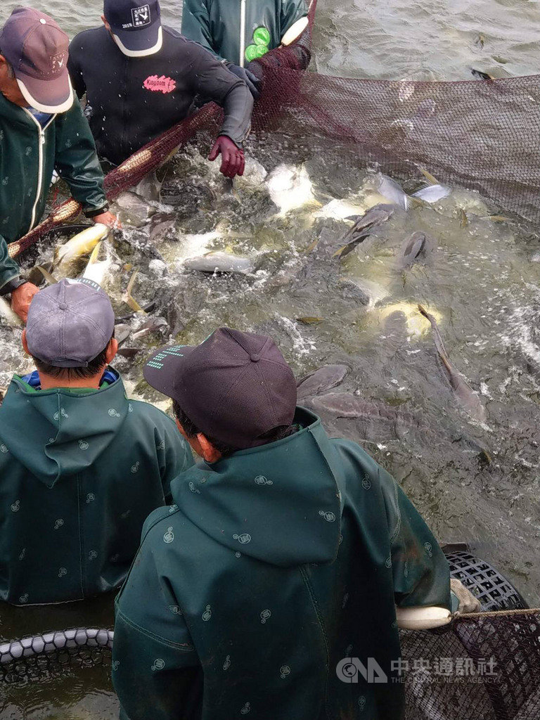 屏東縣沿海地區的養殖業長期依靠販運商,以開票方式到池邊收購魚貨外銷中國大陸,今年共有長期合作的4名販運商跳票,金額共達新台幣8億元,農委會將南下與養殖戶開會,協助養殖戶解決問題。(陳清烈提供)中央社記者郭芷瑄傳真 108年12月14日
