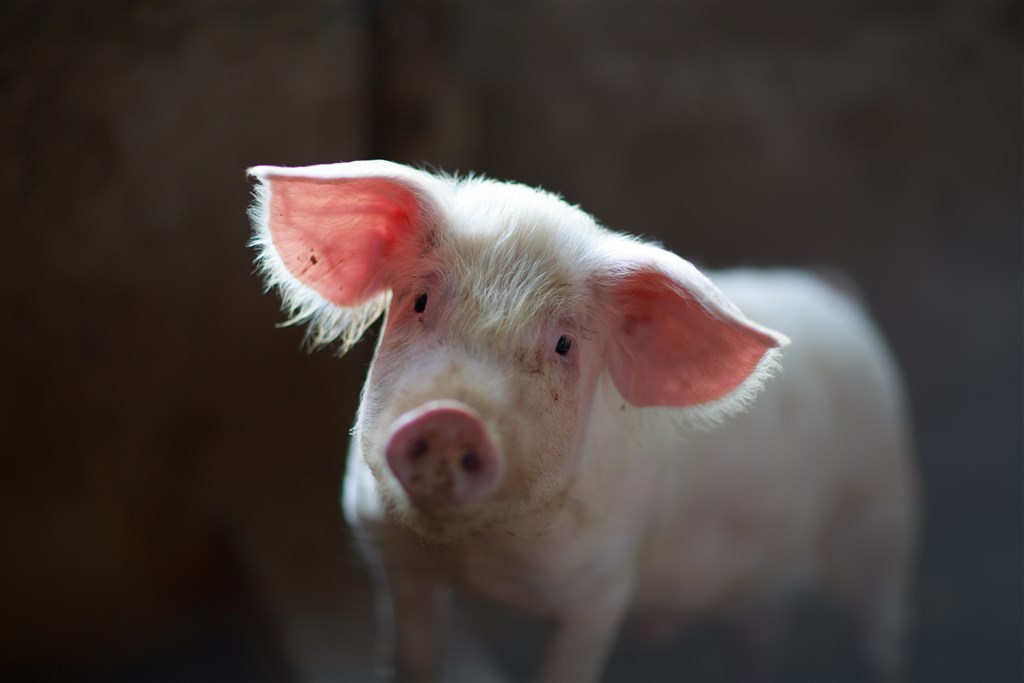 善待動物組織上月向德國聯邦憲法法院提出訴訟,要求政府禁止農民在未施予麻醉的情況下為小公豬去勢。(示意圖/圖取自Unsplash圖庫)