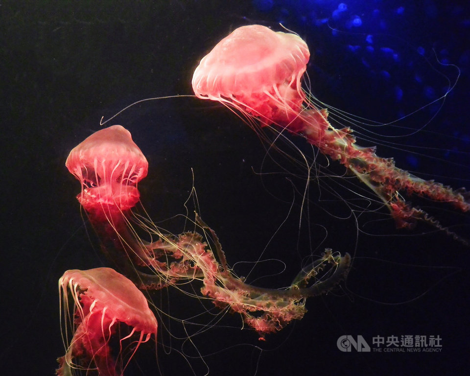 國立海洋生物博物館最近復育成功罕見的大型水母「黑海刺水母」,頂著粉嫩紅色的碩大泳鐘,宛如海洋中奼紫嫣紅的大紅牡丹。(海景公司提供)中央社記者郭芷瑄傳真 108年12月16日