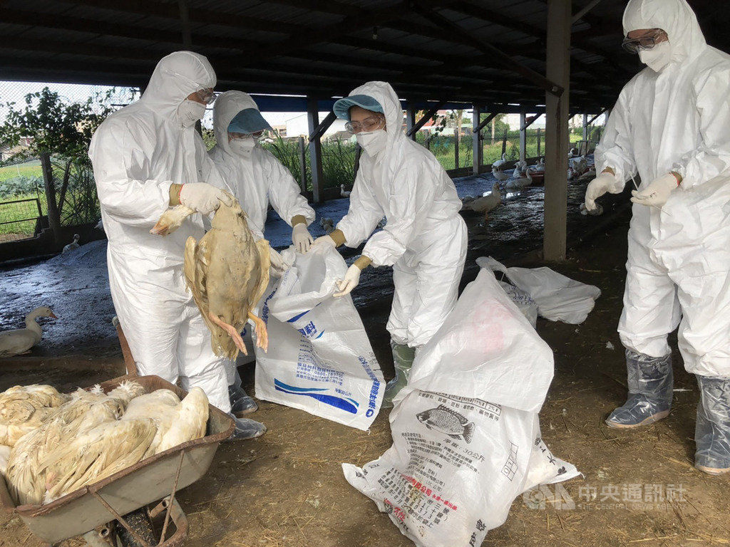 嘉義縣種鵝染禽流感 撲殺1862隻清場消毒 | 生活 | 中央社 CNA