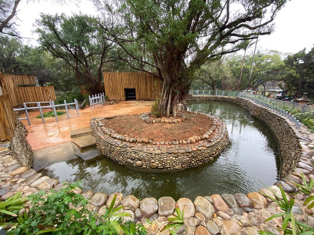 河馬樂樂一直是新竹動物園的大明星,動物園改造後,也打造全新寬闊環境,讓樂樂生活更舒適。中央社記者魯鋼駿攝 108年12月27日