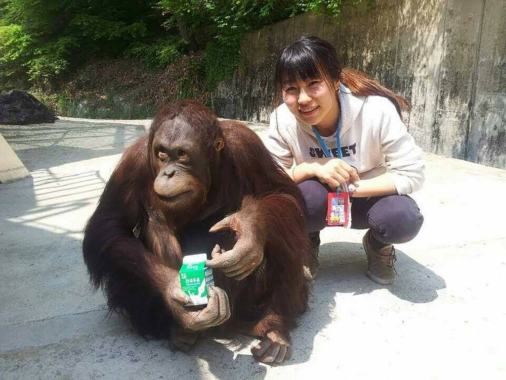 來自日本的岡元友實子(Yumi)從小喜歡動物,立志到國外動物園工作,也為新竹動物園改造盡心力。圖為Yumi在韓國當地動物園實習情景。(Yumi提供)中央社記者魯鋼駿傳真 108年12月27日