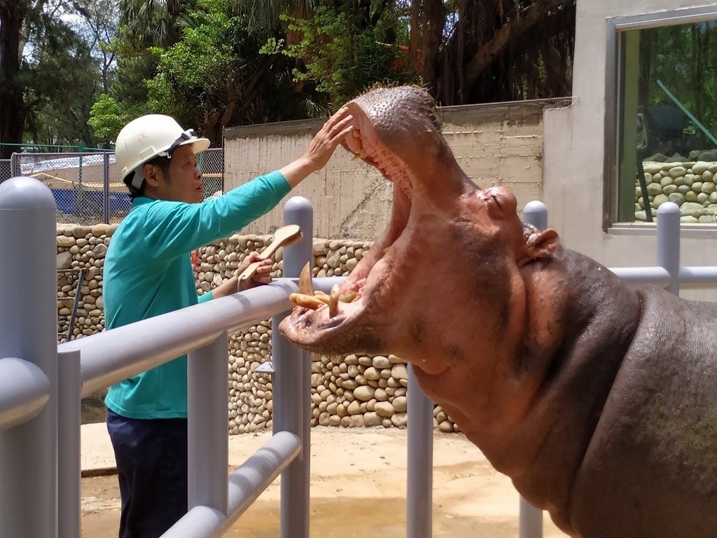 新竹動物園人氣明星河馬樂樂原本被水泥、圍欄包圍,如今動物園改造後,樂樂已擁有沙坑、草地,新家環境變寬闊,遊客可從許多角度一窺樂樂進食、泡澡可愛模樣。(新竹市政府提供)中央社記者魯鋼駿傳真 108年12月27日