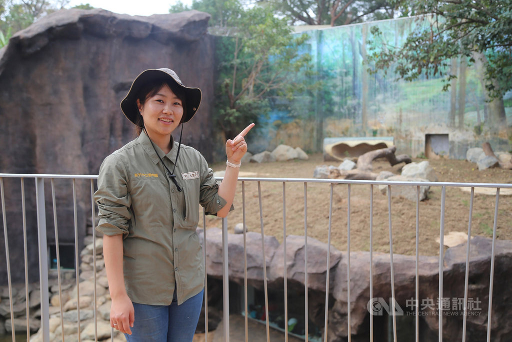 來自日本的岡元友實子(Yumi)在2017年間成為新竹市立動物園員工,她說,新竹動物園原本老舊昏暗,遊客參觀時感到擁擠,動物住著也不舒適,經重新設計與改造,整體變開闊、明亮,動物們的居住空間也變得更適合了。中央社記者魯鋼駿攝 108年12月27日