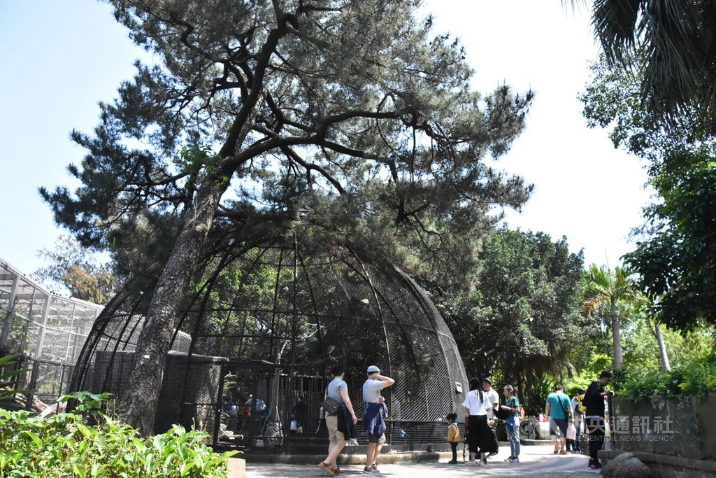 新竹動物園內舊有大鳥籠為日治時期建造,未來將不再關養鳥禽,開放遊客入內感受動物被困禁於籠內心情。圖為大鳥籠在「新竹動物園再生計畫」改造前景況。(新竹市政府提供)中央社記者魯鋼駿傳真 108年12月27日