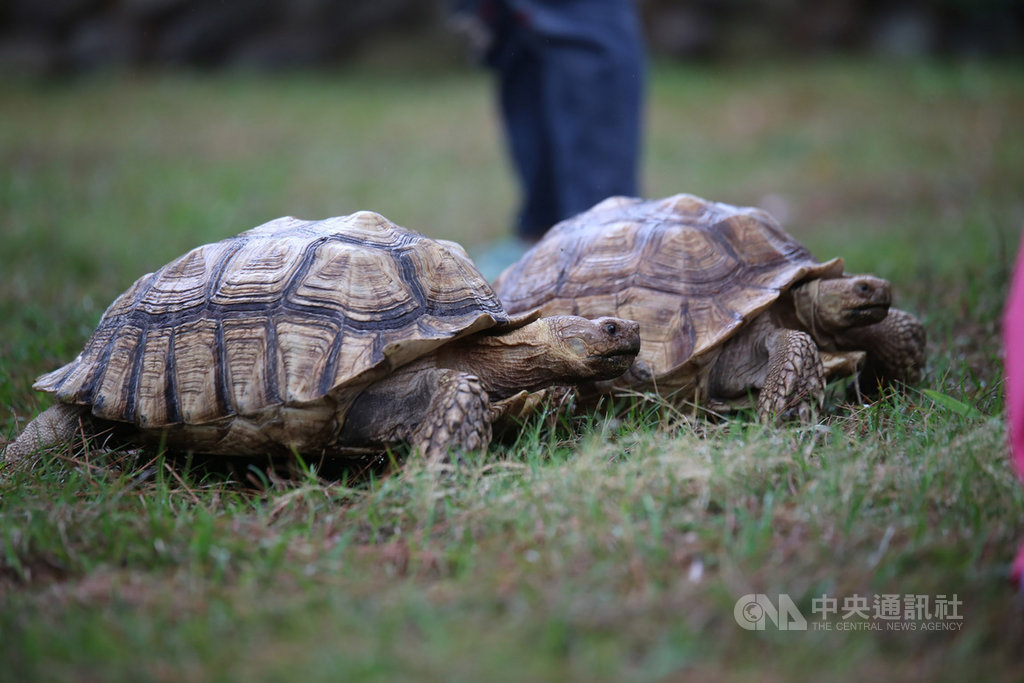 新竹市立動物園改造後,成為沒籠子的動物園,28日將重新開園迎賓,偶爾還可見大陸龜在草地上爬行,與遊客零距離。中央社記者魯鋼駿攝 108年12月27日