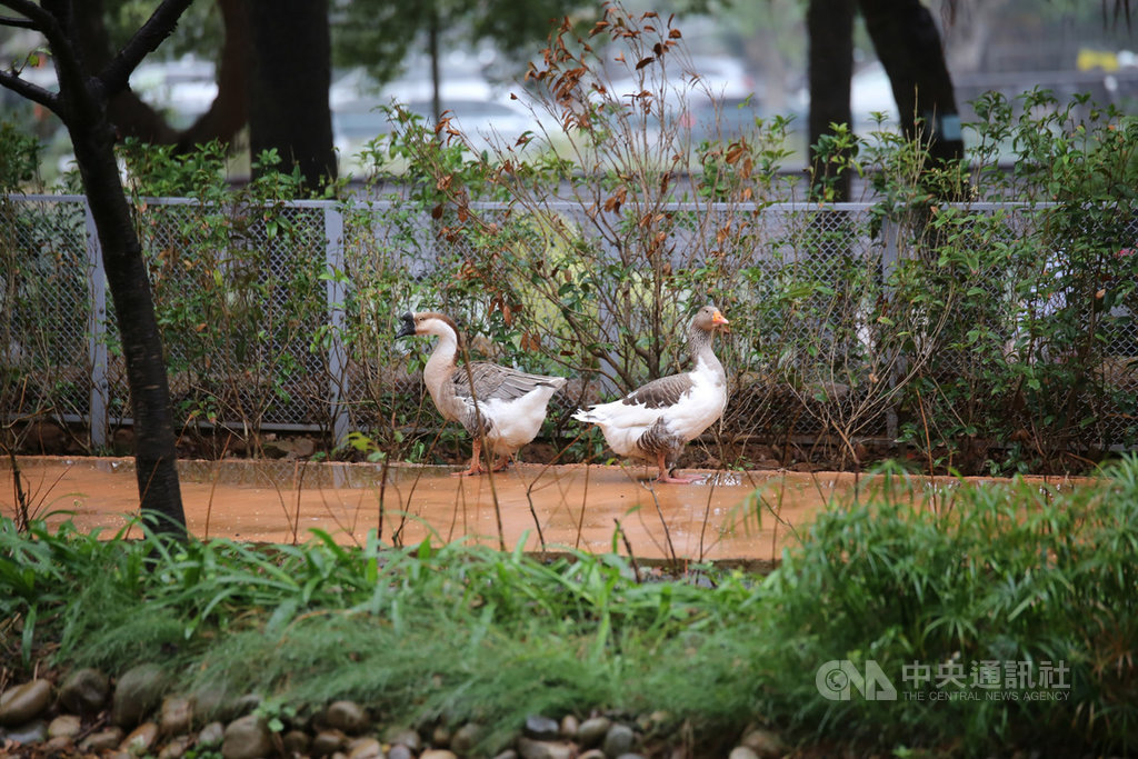 新竹市立動物園改造後,成為沒籠子的動物園,28日起重新開園,民眾將可常常看見動物在路上自由行走、逛街。中央社記者魯鋼駿攝 108年12月27日