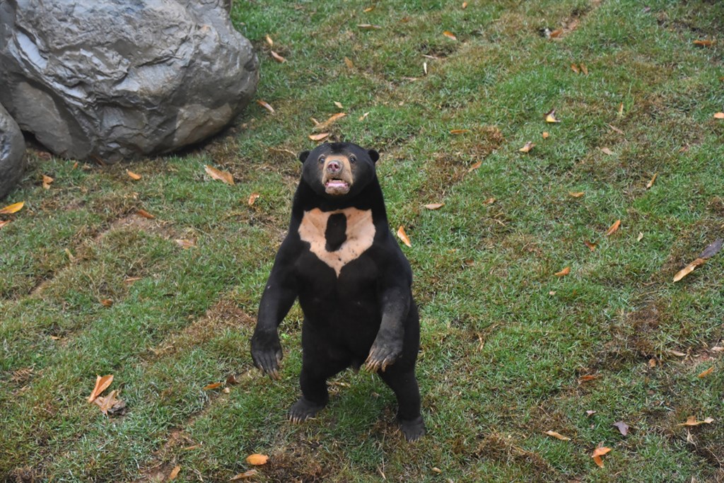 新竹動物園改造後28日將重開園,人氣動物馬來熊也將現身迎賓,園內馬來熊常以後腳站立,像在向遊客打招呼。(新竹市立動物園提供)中央社記者魯鋼駿傳真 108年12月27日
