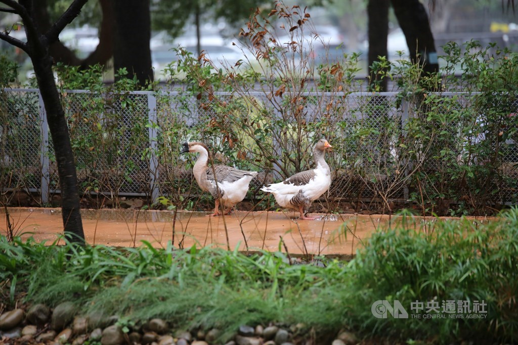 新竹市立動物園改造後,成為沒籠子的動物園,28日起重新開園,民眾將可常常看見動物在路上自由行走、逛街。中央社記者魯鋼駿攝 108年12月27日