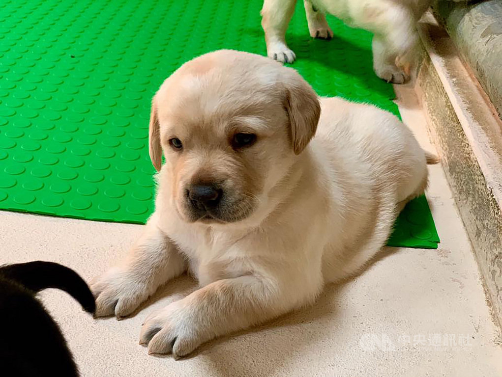 近期有4到5胎的拉不拉多緝毒犬幼犬誕生,海關對外徵求寄養家庭。(緝毒犬培訓中心提供)中央社記者吳佳蓉傳真 109年1月5日
