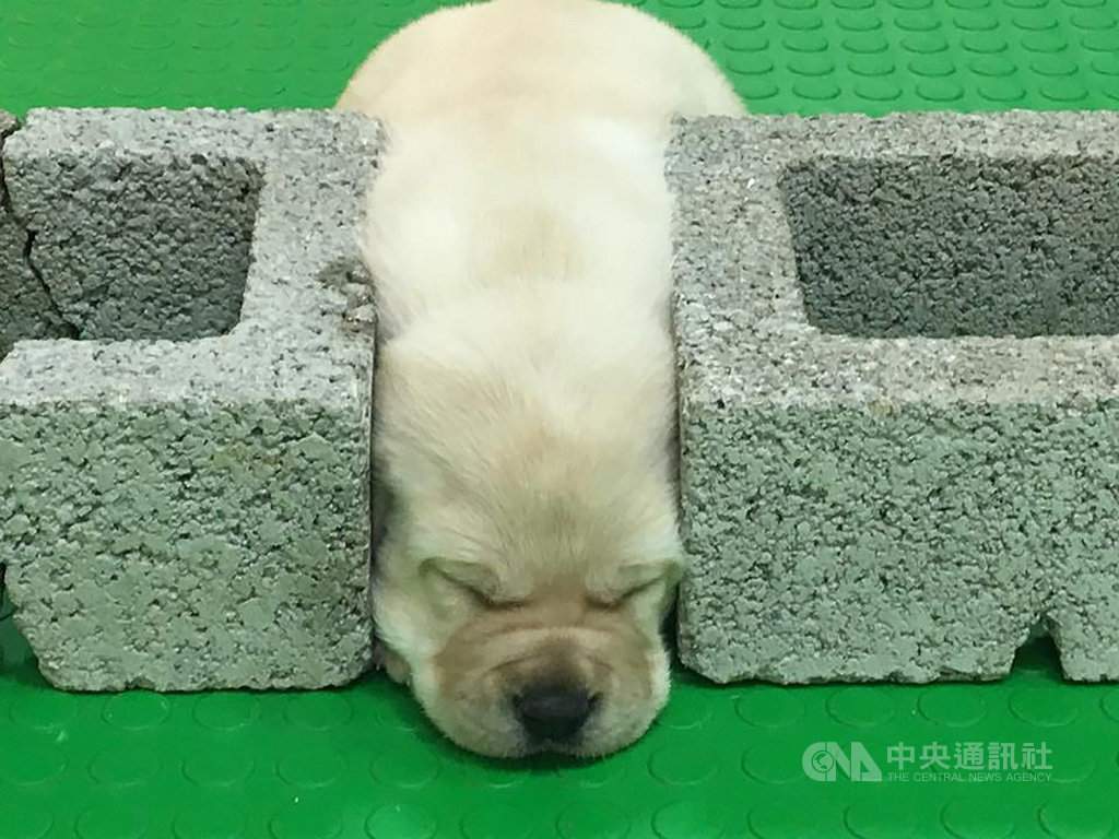 近期有4到5胎的拉不拉多緝毒犬幼犬誕生,海關對外徵求寄養家庭,其中一隻幼犬,在培訓中心接受聽噪音訓練時,自行將頭埋在水泥磚中間,用水泥磚摀起耳朵,模樣相當可愛。(緝毒犬培訓中心提供)中央社記者吳佳蓉傳真 109年1月5日
