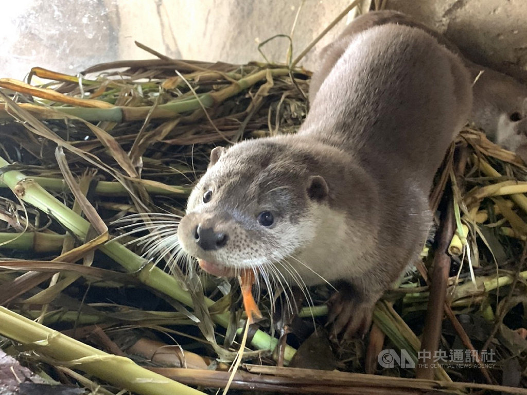 台北市動物園內歐亞水獺寶寶「青嶼」去年3月呱呱落地,不過6日因先天性右心三尖瓣構造發育異常,引發肺水腫離世。(台北市動物園提供)中央社記者梁珮綺傳真 109年1月8日
