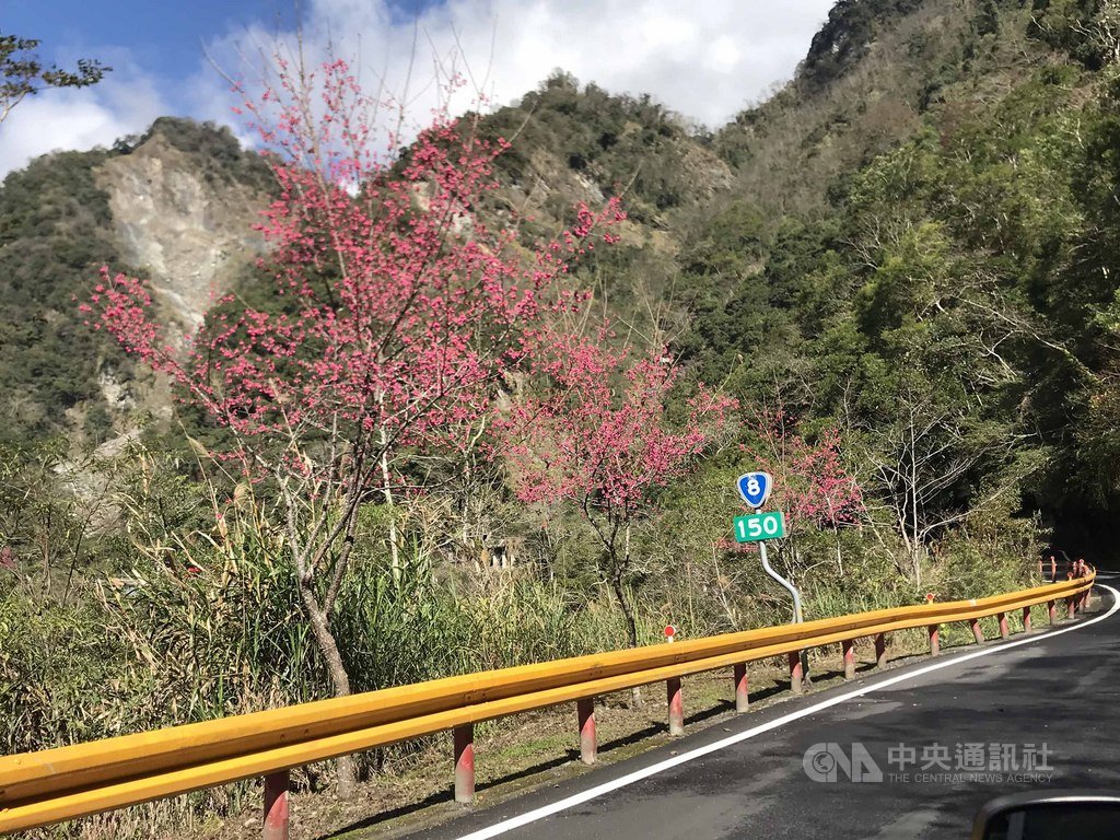 台8線中橫公路太魯閣口起至天祥、西寶、洛韶、慈恩關原沿線公路旁,櫻花陸續綻放,花期預計能持續至農曆春節。中央社記者張祈攝 109年1月14日