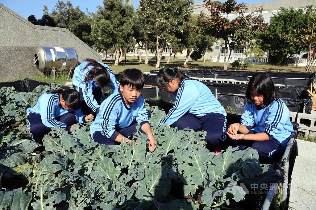 嘉義縣布袋國中在校園開發農地,由學生整地、栽種各類有機蔬菜,收成後作為營養午餐和老人食堂食材,還在市集販售,落實食農教育。(嘉義縣政府提供)中央社記者黃國芳傳真 109年1月14日