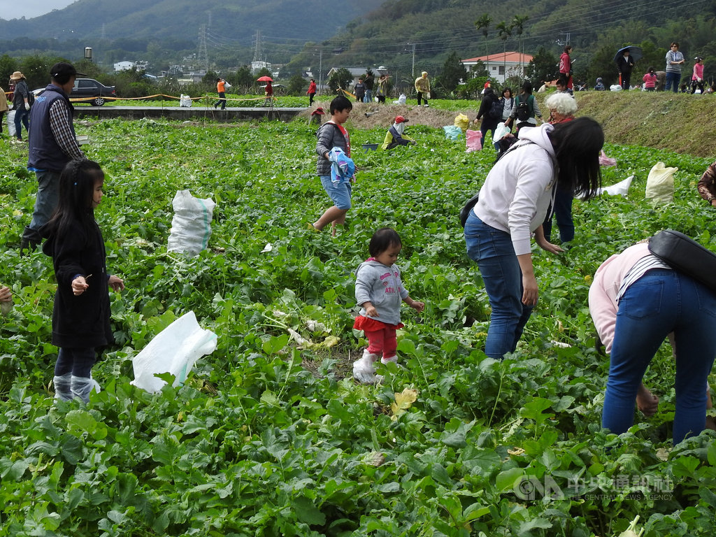 台東縣關山鎮公所鼓勵農民休耕期種植油菜花,也推廣種植原生的金嬌蘿蔔,作為農田綠肥,並舉辦「拔蘿蔔大賽」促進地方觀光產業。(台東縣政府提供)中央社記者李先鳳傳真 109年1月16日
