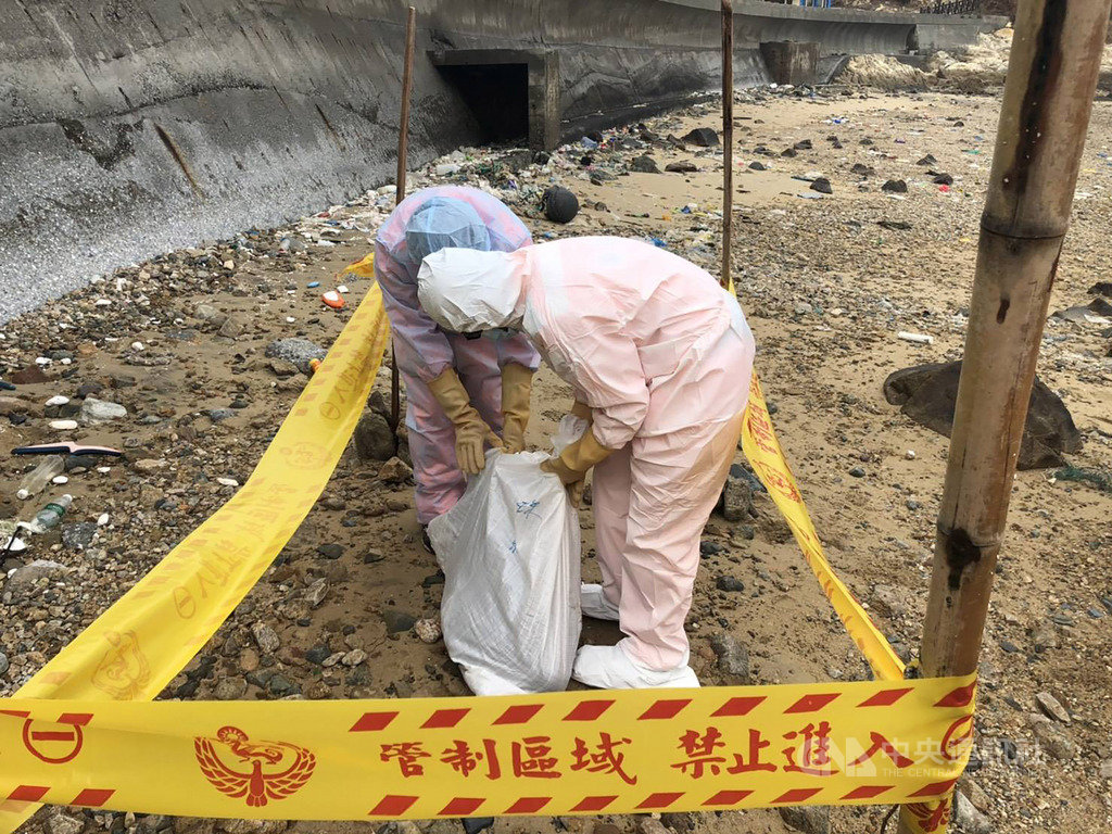 第一○岸巡隊南竿巡邏組執行灘岸搜索與海面監控勤務時,於珠螺沃岸際沙灘發現1隻死亡海豚,因豚體完整,後續由岸巡隊拍照存證後,護送至漁牧科留存研究。(海巡署金馬澎分署馬祖岸巡隊提供)中央社 109年1月16日